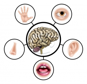 Five senses brain